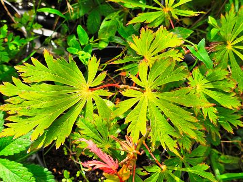 Acer japonicum ‘Aconitifolium’ HORT'IS VIRIDIOS (R)
